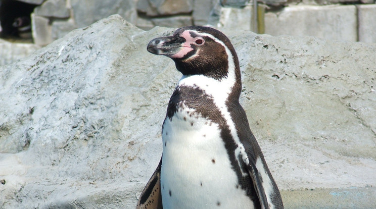 A legfrissebb áldozat egy Humboldt-pingvin (illusztráció)