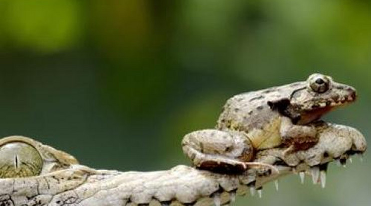 Így pihen a béka a krokodil száján