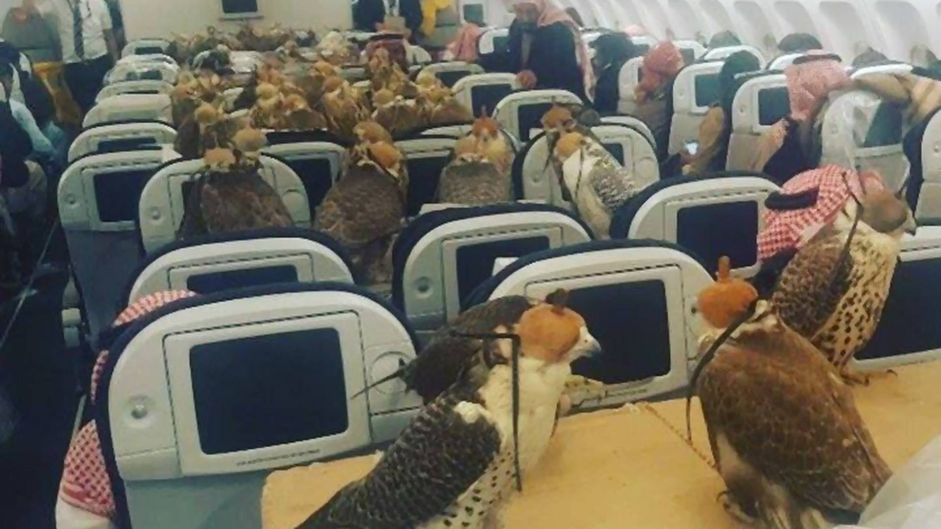 Saudijski princ zakupio ceo avion za svojih 80 sokolova