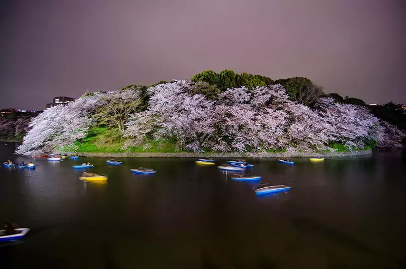 spring-japan-cherry-blossoms-national-geographics-191