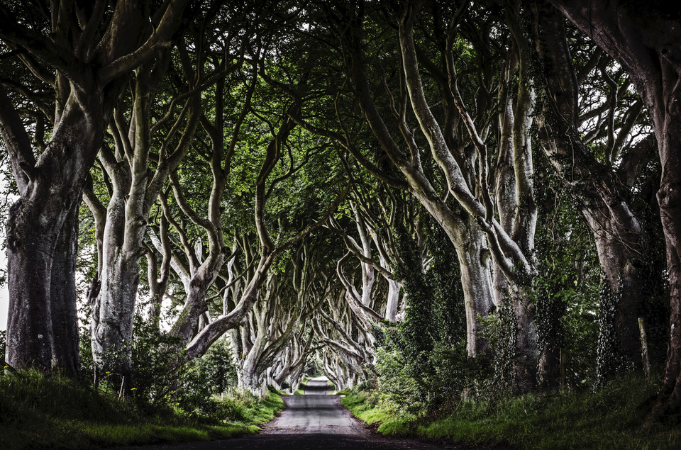 The Dark Hedges - niezwykła aleja w Irlandii Północnej