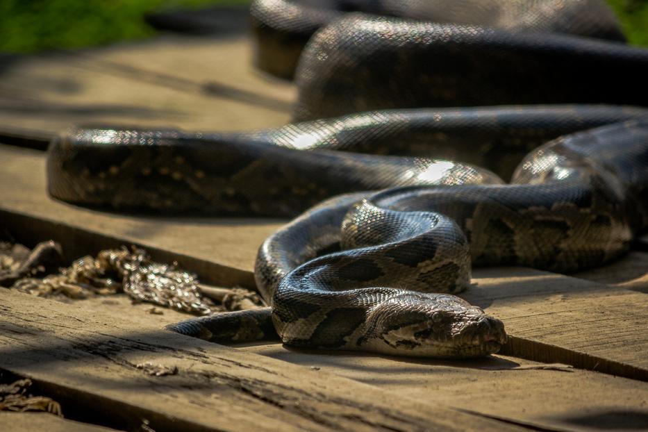 fotó: iStock