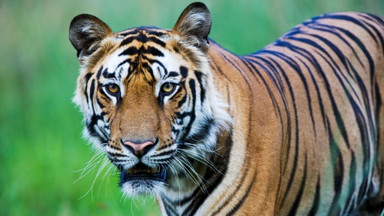 Tragedia w chilijskim zoo. Pracownica zmarła po ataku tygrysa