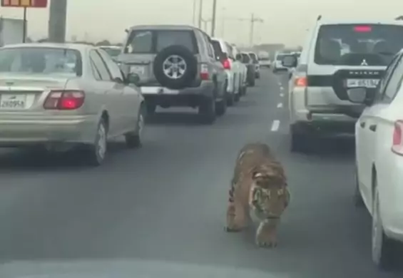 Tygrys ucieka właścicielowi i wbiega na drogę ekspresową. Konsternacja wśród kierowców