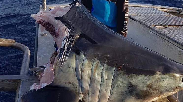 Egy halász mutatja az ausztrál partoknál kifogott hatalmas, leharapott cápafejet /Fotó: Facebook