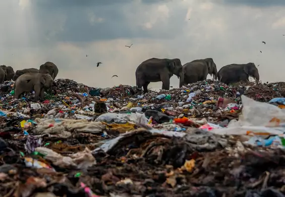 Słonie plądrują wysypiska śmieci. Jedzą odpady, które pochodzą również z Europy
