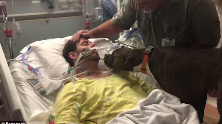 Az öntudatlan Ryan mellé felmászott a kutyája a kórházi ágyba, 
hogy elbúcsúzhasson tőle/Fotó:Facebook