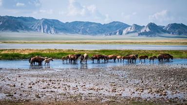 Mongolia - różne oblicza Gobi