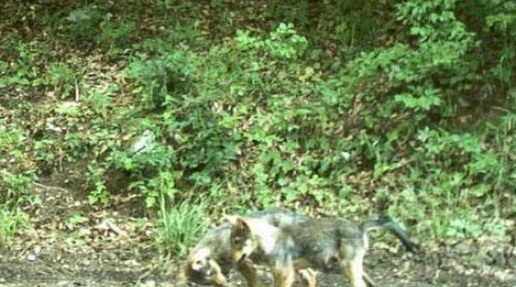 Szenzációs felvétel! Így élnek a farkaskölykök a Bükkben - videó!