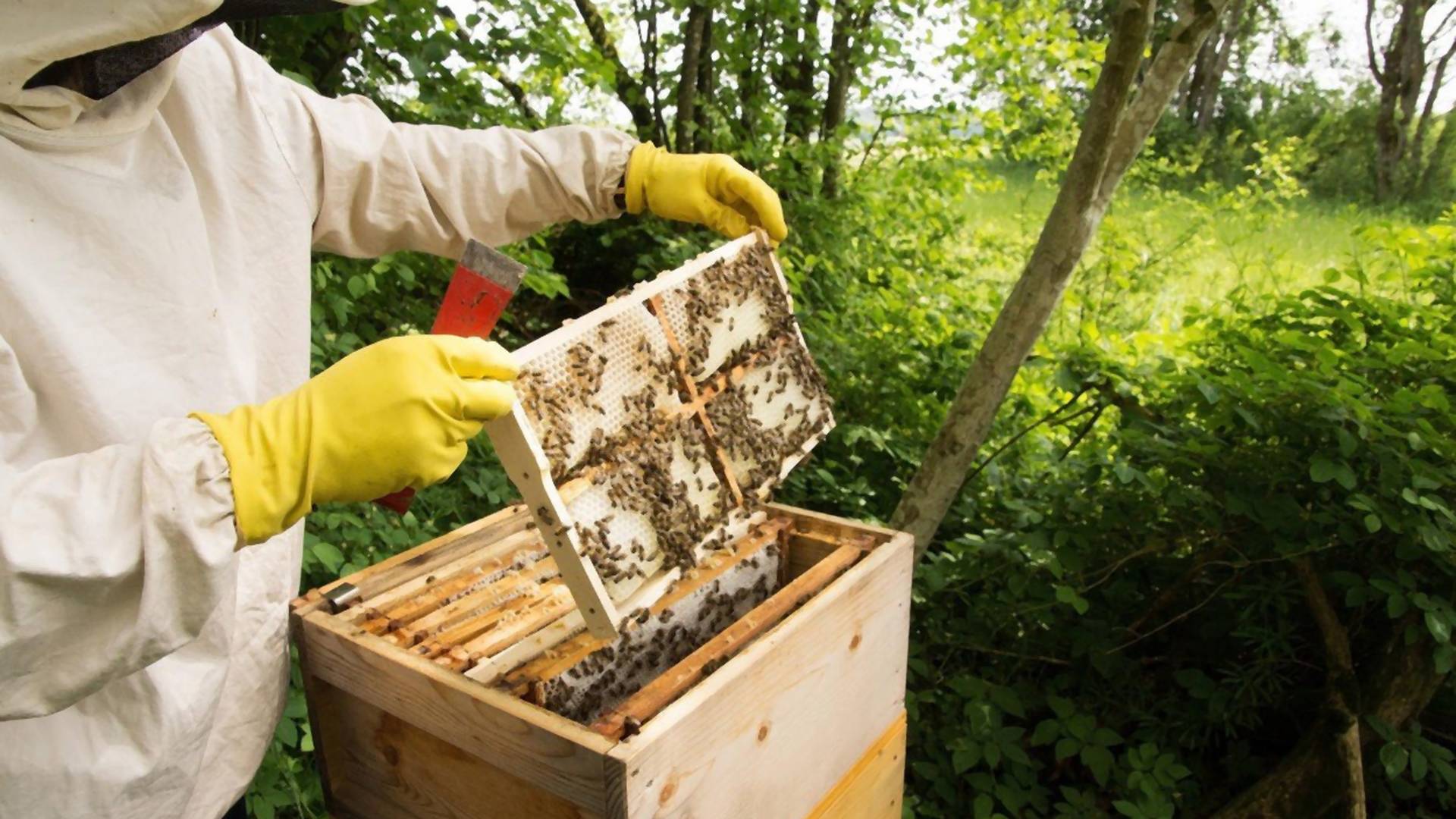 Srpski pčelari skupljaju otrov i prodaju ga za 100.000 dolara po kilogramu