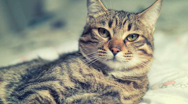 A macskák egyből felismerik gazdájuk hangját/Fotó:Northfoto