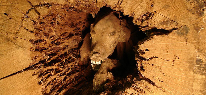 Stuckie - niezwykła mumia w pniu drzewa