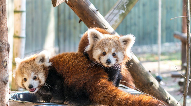 A pandaikerpárt cseppet sem zavarja a zord időjárás, vastag bundájuk kellő védelmet nyújt /Fotó: Sóstó Zoo