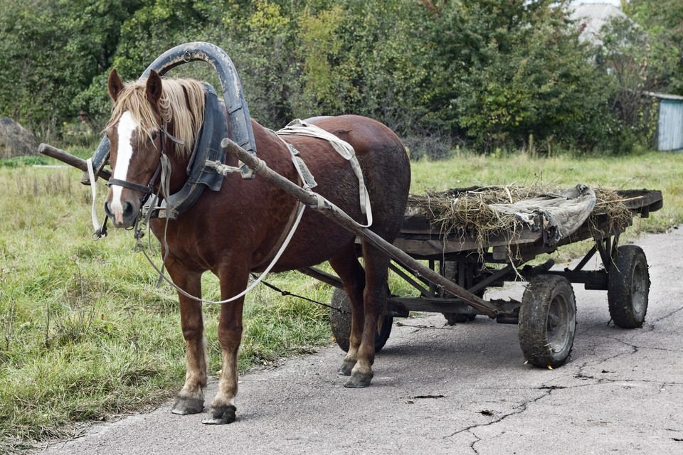 лошадь в телеге