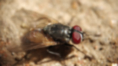 Inwazja much – jak walczyć z tymi owadami?