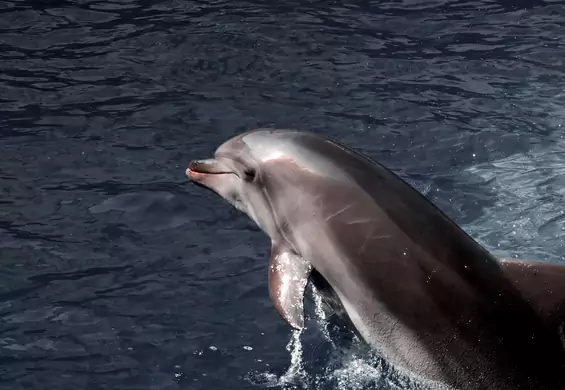Ile delfinów padło z powodu agresji Rosji na Ukrainę? Biolog szacuje