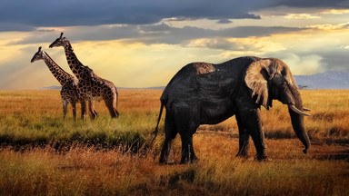 Od milionów lat postępuje zanik afrykańskich dużych zwierząt