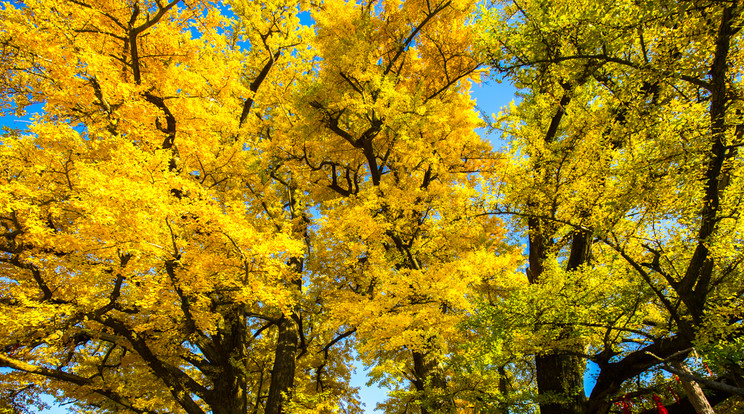 A Kínában őshonos páfrányfenyő, tudományos nevén Ginkgo biloba ma már világszerte megtalálható a parkokban és kertekben/Fotó:Northfoto