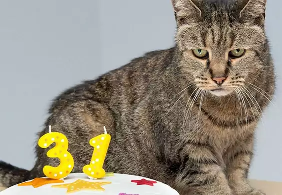 Najstarszy kot świata kończy 31 lat. Wszystkiego najlepszego!