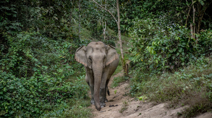 Egyelőre nem tudni, miért támadt az elefánt a férfira / Fotó: Northfoto