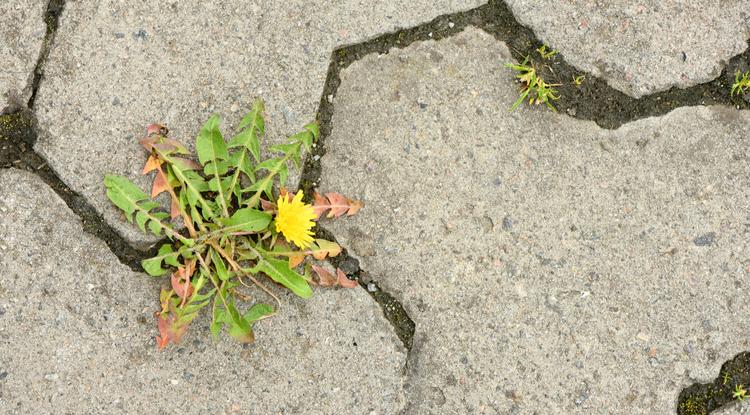 Ezzel gyorsan eltűntetheted a gyomokat a kerti burkolat elemei közül Fotó: Getty Images