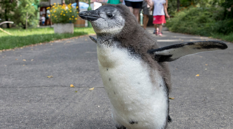 A pingvinsétákat nagy érdeklődés övezi /Fotó: Debreceni Állatkert