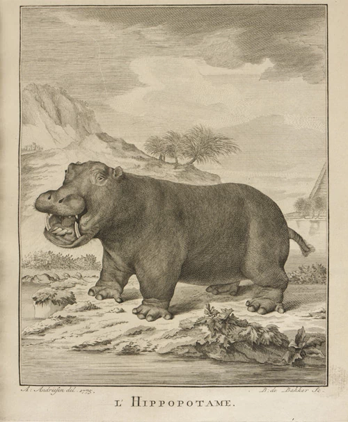 Co w 1775 roku wiedziano o hipopotamach? Na razie jeszcze nie wiemy, ale wkrótce się dowiemy!