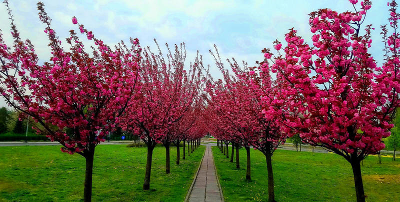 Japońska wiosna w sercu Krakowa. "Różowa aleja" przyciąga tłumy