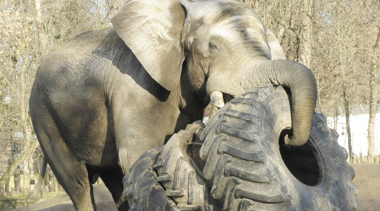 Elképesztő látvány, ahogy az 5,5 tonnás elefánt dobálja
a 600 kilós traktorgumikat / Fotó: Sóstózoo