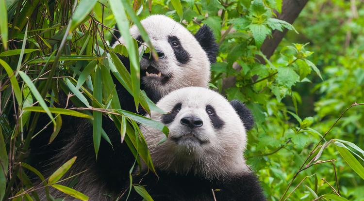 Panda-szindróma, avagy az igazi kapcsolatgyilkos. Ti is megtapasztaltátok már? 18+