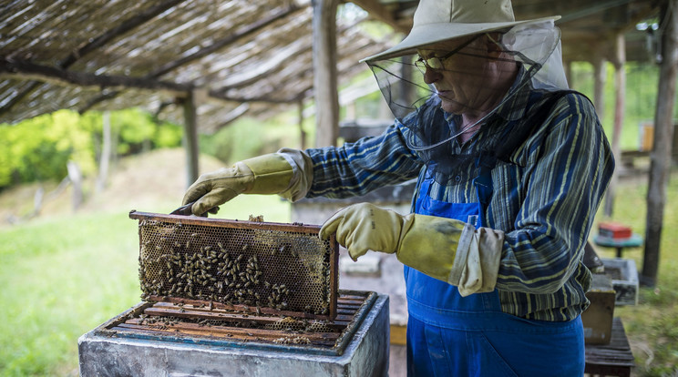 A méhészek aggódnak a tömeges pusztulás miatt /Fotó: MTI/Bodnár Boglárka