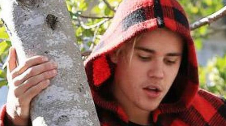 Ezt a majmot! Justin Bieber a fán!