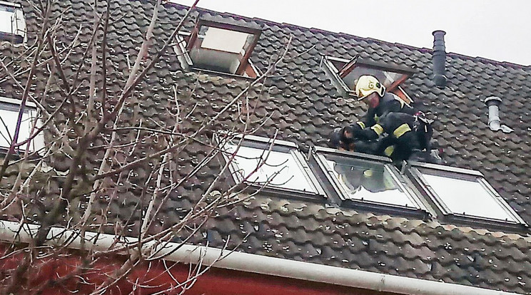 A tetőn kívánt levegőzni a győri tacskó /Fotó: Tatai Tibor tűzoltó zászlós