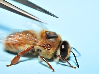 Pszczoła z nadajnikiem Intel