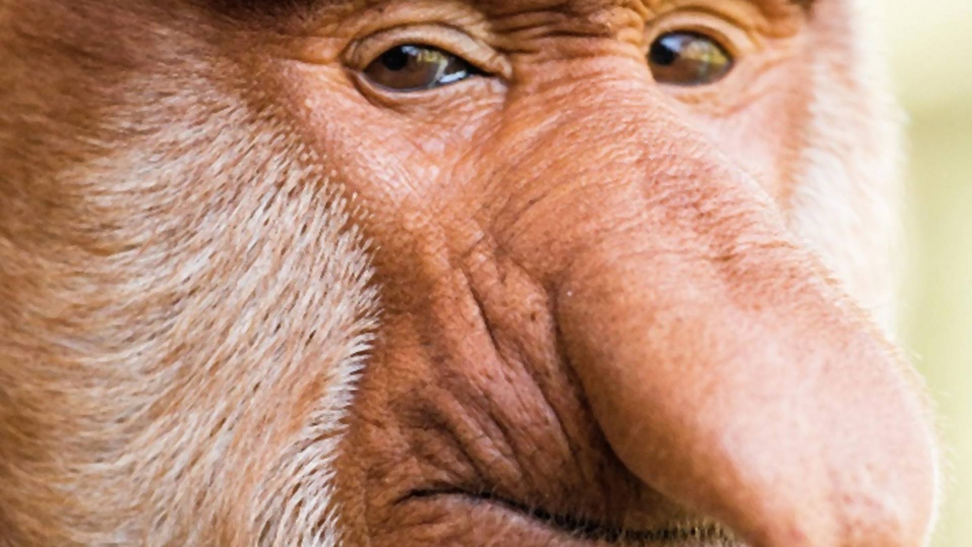 Priča o nosatom majmunu dokazuje da je veličina ipak bitna