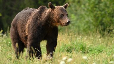 Niedźwiedzie ciągle aktywne na Podkarpaciu