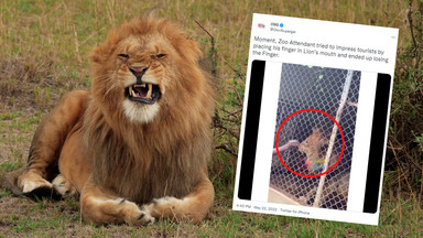 Tragedia w zoo, pracownik rozwścieczył lwa. "Wszyscy wpadli w panikę" [WIDEO]