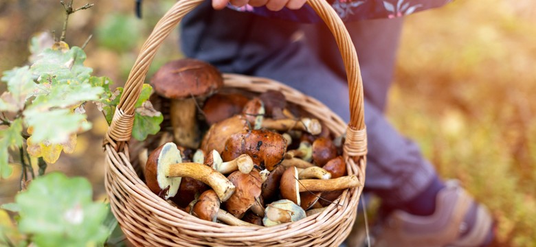 Grzybiarze z Rumunii masowo wywożą grzyby z polskich lasów