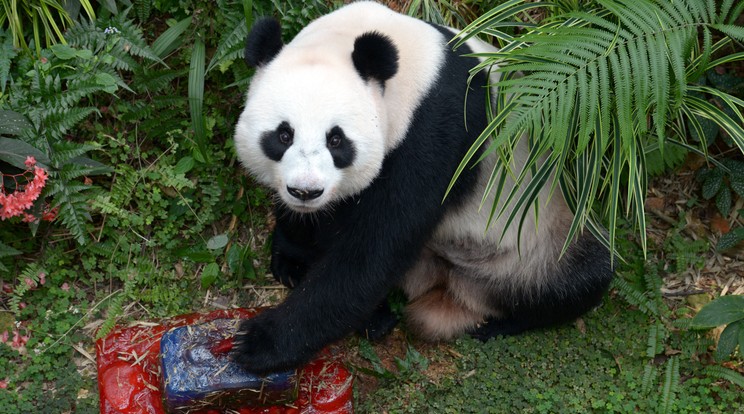 Jia Jia Hong Kongban élt fogságban/Fotó:Northfoto