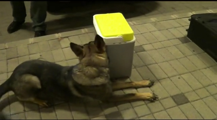 A cigit hűtőtáskában próbálták átcsempészni a határon, de hiába, a kutyán ez sem fogott ki / Fotó: Nemzeti Adó- s Vámhivatal - Facebook