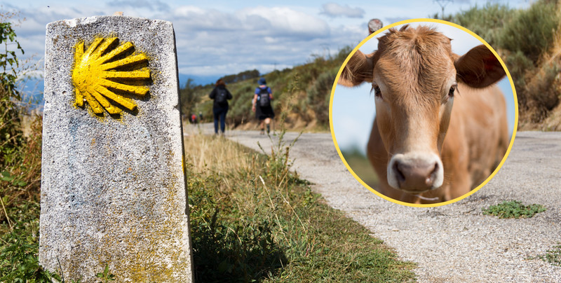 Krowa stratowała pielgrzymów w Hiszpanii. Trafili do szpitala