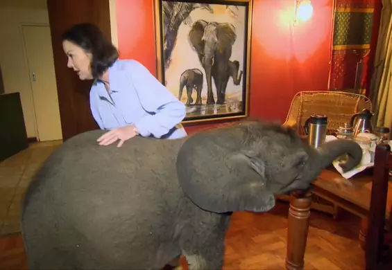 Słoń i jego właścicielka są nierozłączni! Wchodzi za nią do domu i zostawia spory bałagan