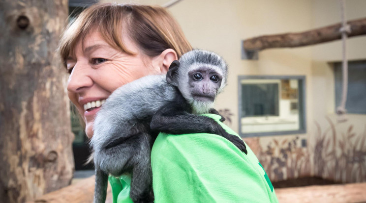 A felnőttek világával egyelőre csak ismerkedő árva majomkölyök csak pótanyjánál, Katalinnál érzi igazán biztonságban magát / Fotó: Veszprémi Állatkert