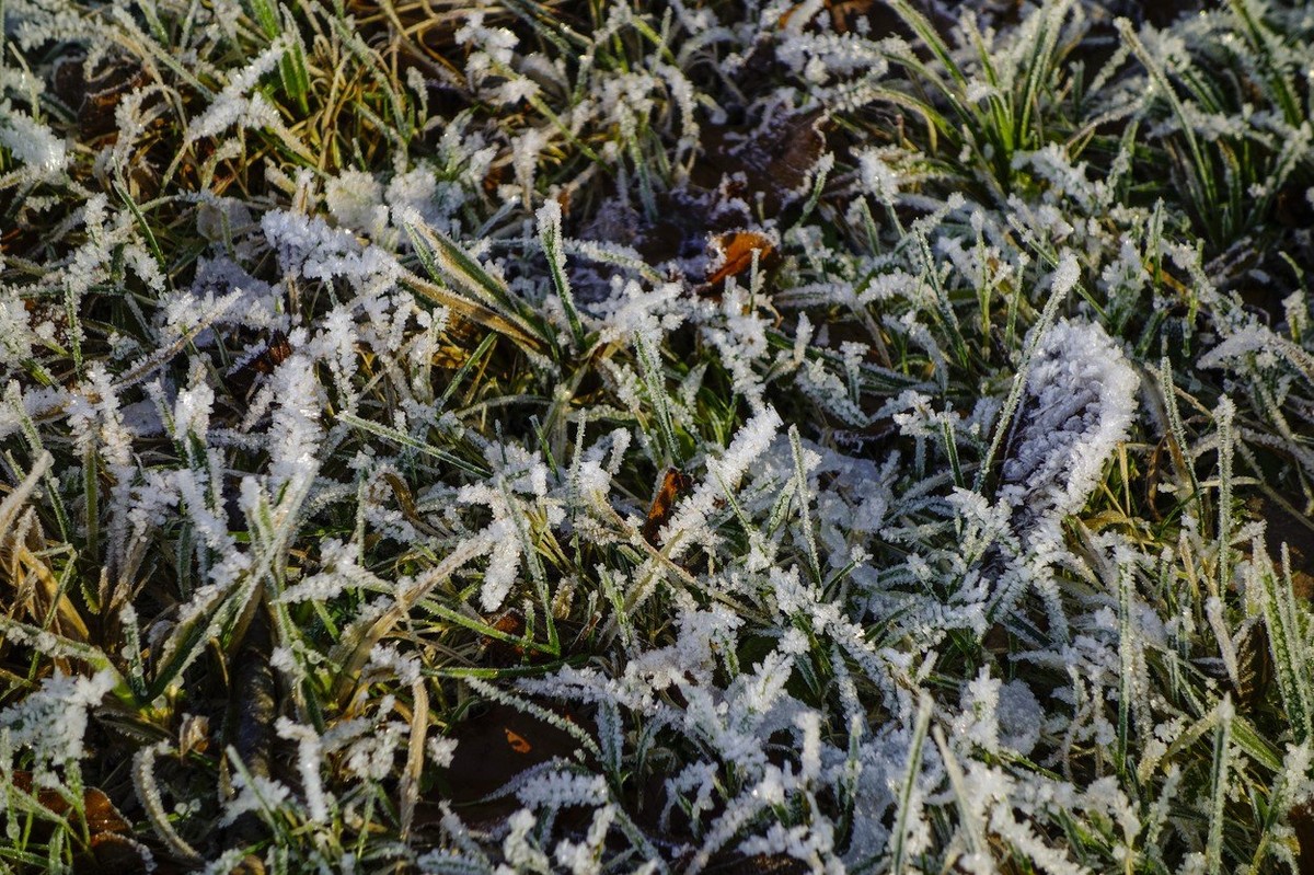 Sve do 24 NOVEMBRA traju MRATINCI ili VUČJI DANI Naš narod verovao