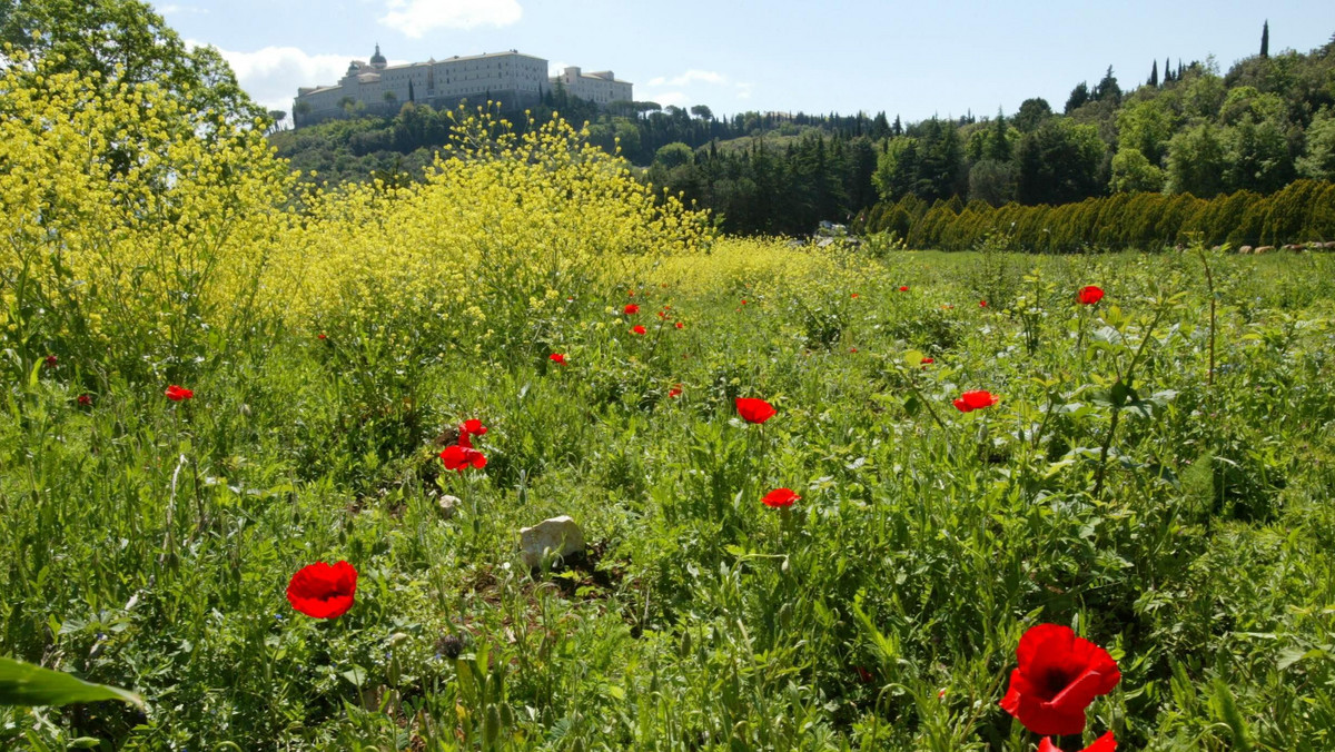 Złodzieje złomu rozbierają polski czołg spod Monte Cassino, stojący w miejscu bitwy - taki sygnał otrzymała Ambasada RP w Rzymie. Polska placówka poinformowała, że poprosiła o interwencję lokalne władze i Straż Leśną patrolującą ten teren.