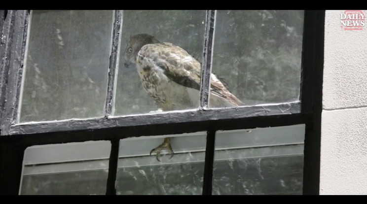 Szegény madárka beszorult az ablak üvegei közé