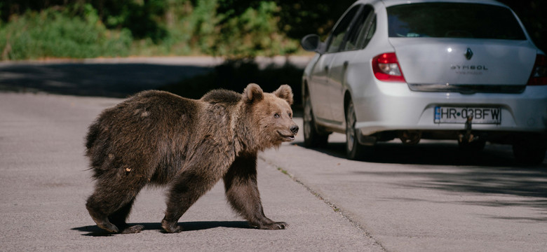 Zabijać czy chronić? Rumunia zastanawia się, co zrobić z  niedźwiedziami