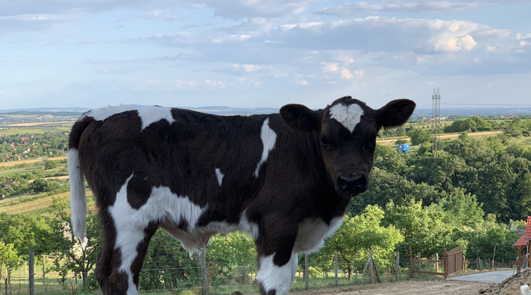 A borjú homlokán egy óriási fehér szív rajzolódik ki / Fotó: RoBirtok