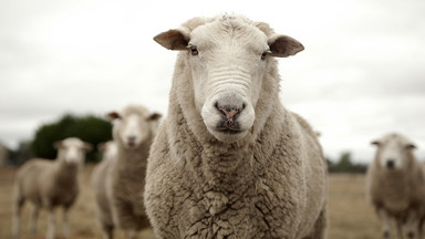 Śląskie wspiera hodowlę owiec i kóz; są pieniądze m.in. na ich wypas