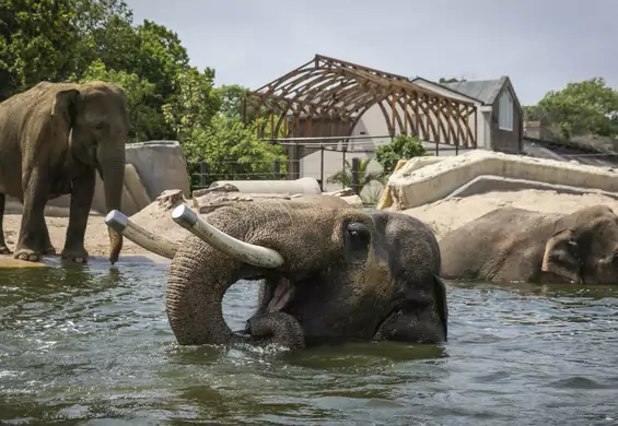 Zoo potrzebuje ławek, słonie robią dużo kupy. Studenci połączyli te fakty w dobry pomysł